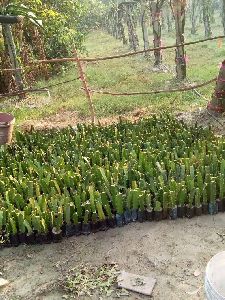 Dragon fruit plants