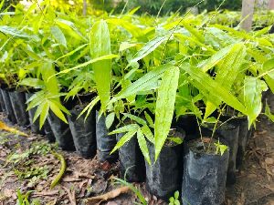 Newton bamboo plants