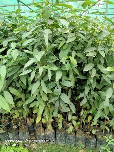 Tazpatta plant