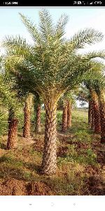 date palm trees