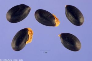 Acacia Dealbata Seeds
