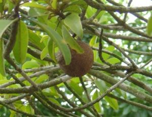Acacia Holosericea Seeds