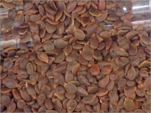 Natural Acrocarpus Fraxinifolius Seeds, Packaging Size : 1kg 9%