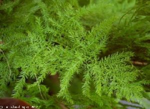 Asparagus Racemosus Seeds