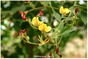 Cajanus Cajan Seeds