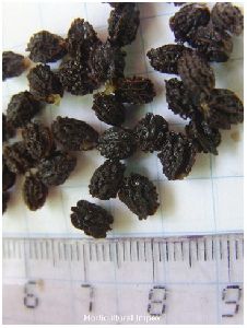 Carica Papaya Seeds