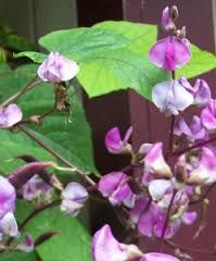 Dolichos Biflorus Seeds