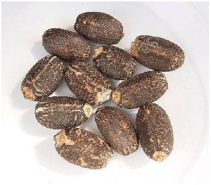 Jatropha Curcas Seeds