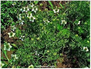 Nigella Sativa Seeds