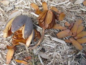 Swietenia Mahagoni Seeds