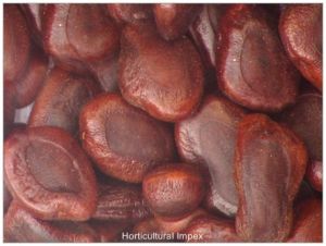 Tamarindus Indica Seeds