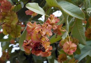 Terminalia Catappa Seeds