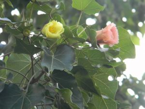 Thespesia Populnea Seeds