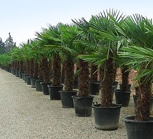 Trachycarpus Fortunei Seeds