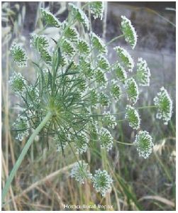 Trachyspermum Ammi Seeds