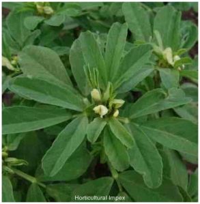 Trigonella Foenum-graecum Seeds
