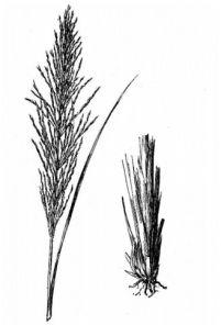 Vetiveria Zizanioides Seeds