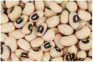 Vigna Sinensis Seeds