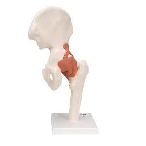 Human Hip Joint Model