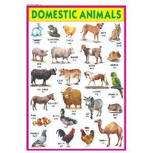 Domestic Animal Chart