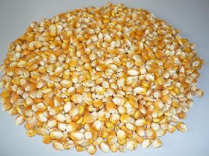 Premium Yellow Maize Non GMO fore sale