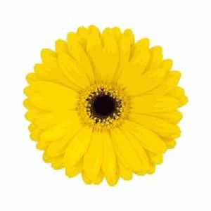 Yellow Gerbera Plant