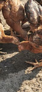Desi Chicken Farming Services