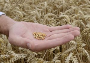Food Grains & Cereals