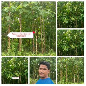 Burma teak wood plants
