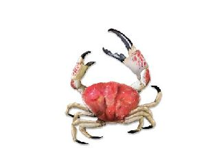 Emperor Crab