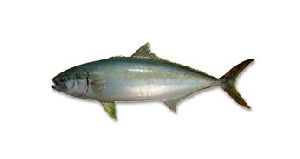 Fresh Kingfish