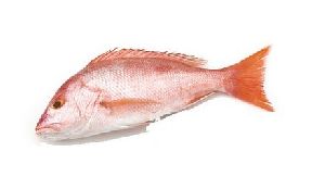 Snapper Fish