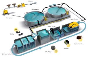 Recirculating Aqua System Setup