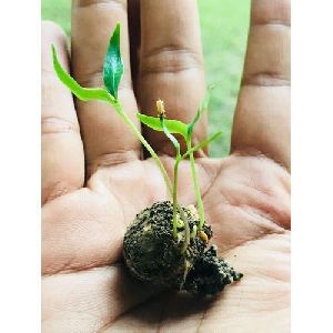 Plantable Seed Ball