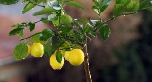 Lemon plant Saplings