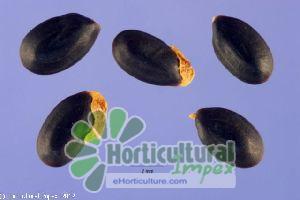 Acacia Dealbata Seeds
