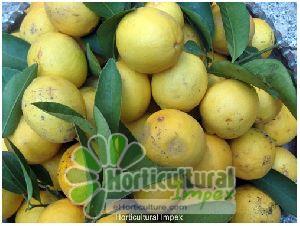 Citrus Aurantifolia Seeds