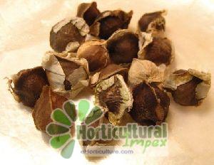 moringa oleifera seeds