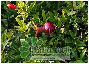 Punica Granatum Seeds