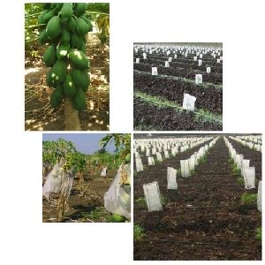 Papaya Plant Crop Cover