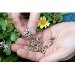 Calendula Seeds