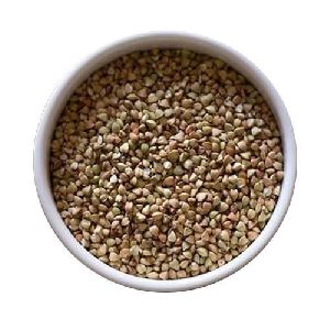 herbs seeds