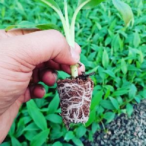 Grand Naine Banana Plants