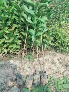 Sitafal plant