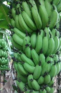 fresh banana