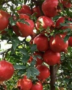 fresh pomegranate