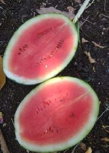 fresh watermelon