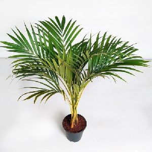 Indoor Big Areca Palm Plant
