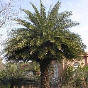 date palm tree