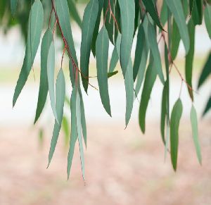 Eucalyptus Leaves Powder